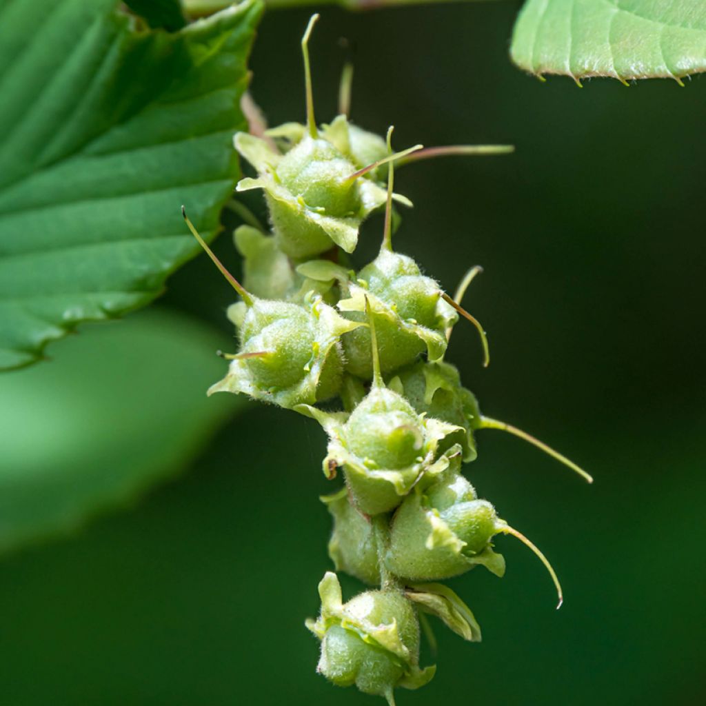 Corylopsis spicata