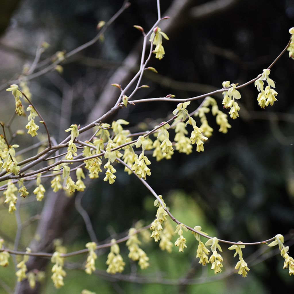 Corylopsis spicata