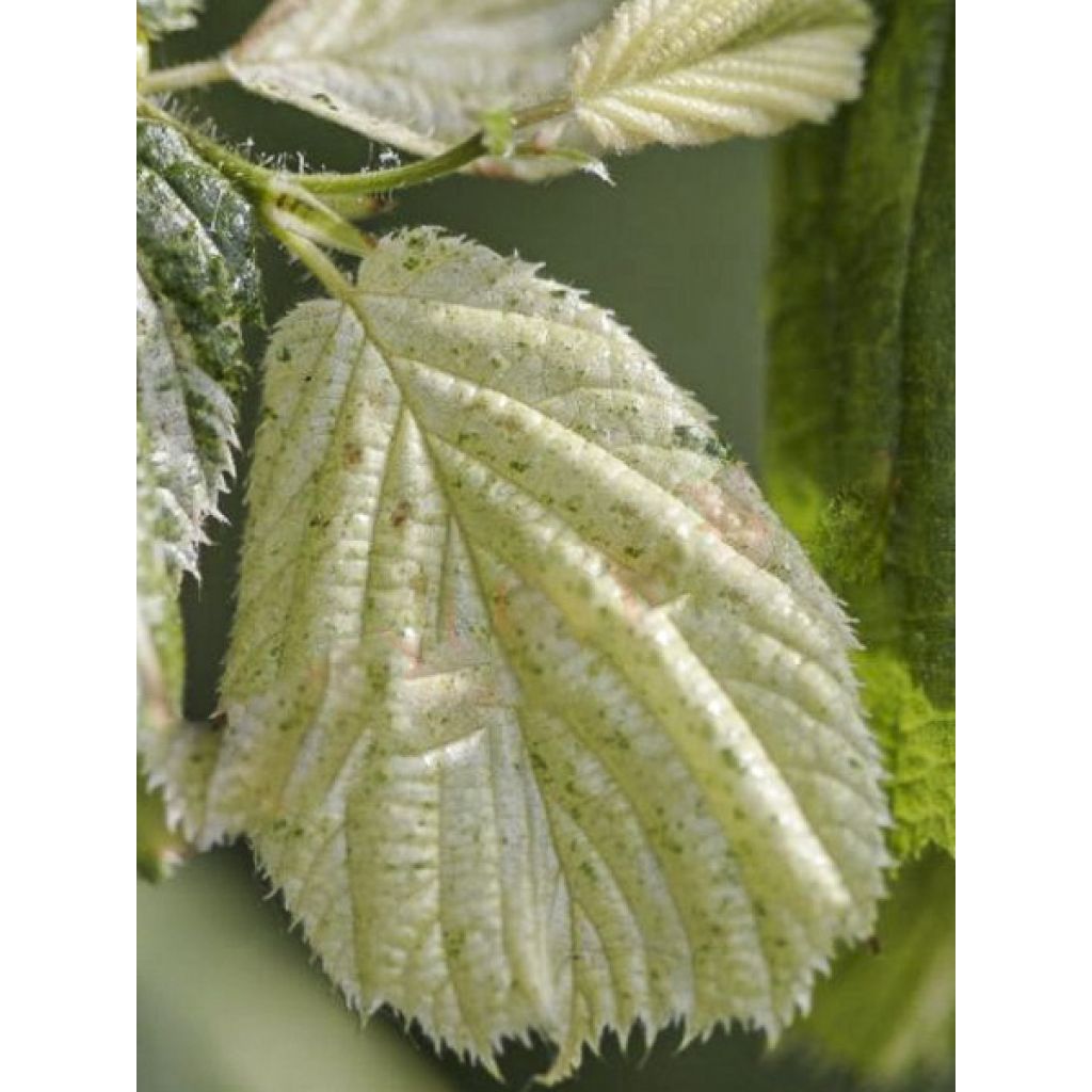 Corylus avellana Agnieszka - Common Hazel