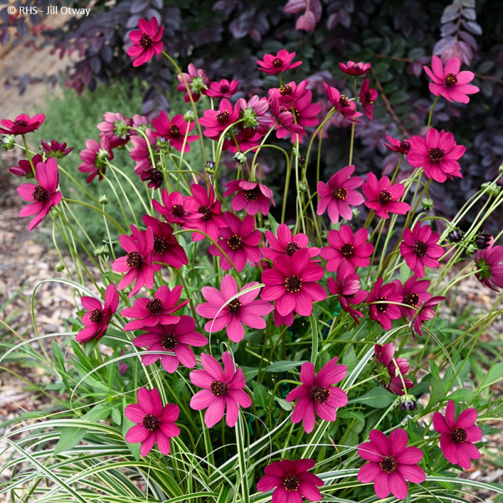 Cosmos atrosanguineus Cherry Chocolate - Chocolate cosmos