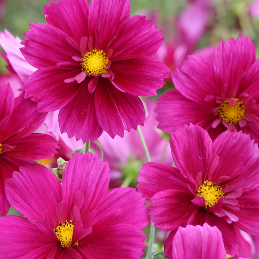 Cosmos Fandango seeds - Cosmos bipinnatus