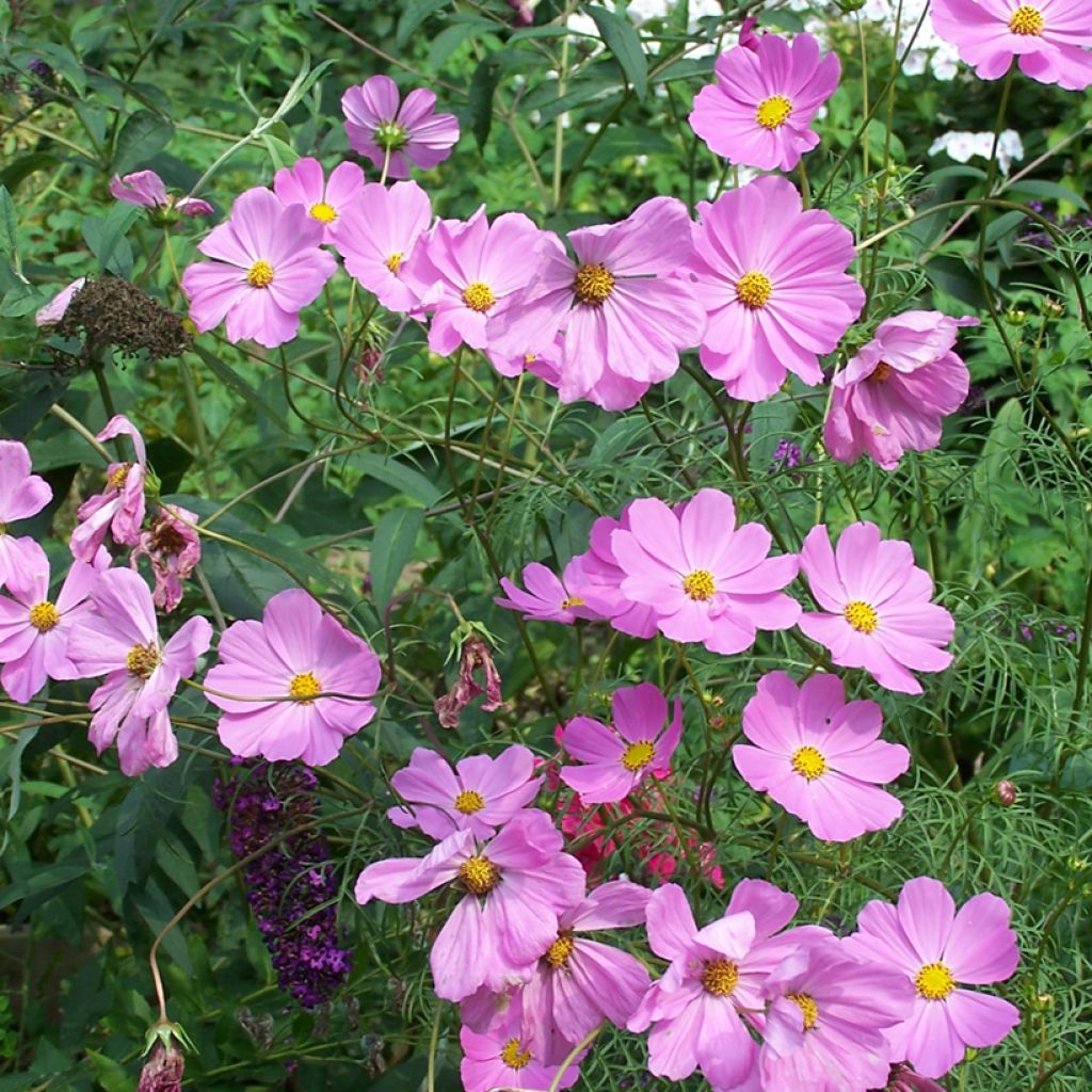 Cosmos peucedanifolius Flamingo - Pink Chocolate Cosmos