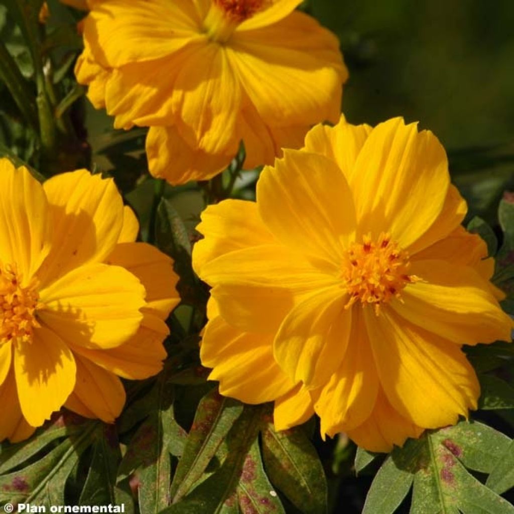 Cosmos sulphureus Cosmic Jaune