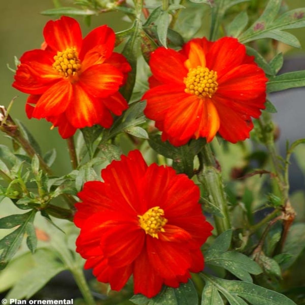 Cosmos sulphureus Cosmic rouge