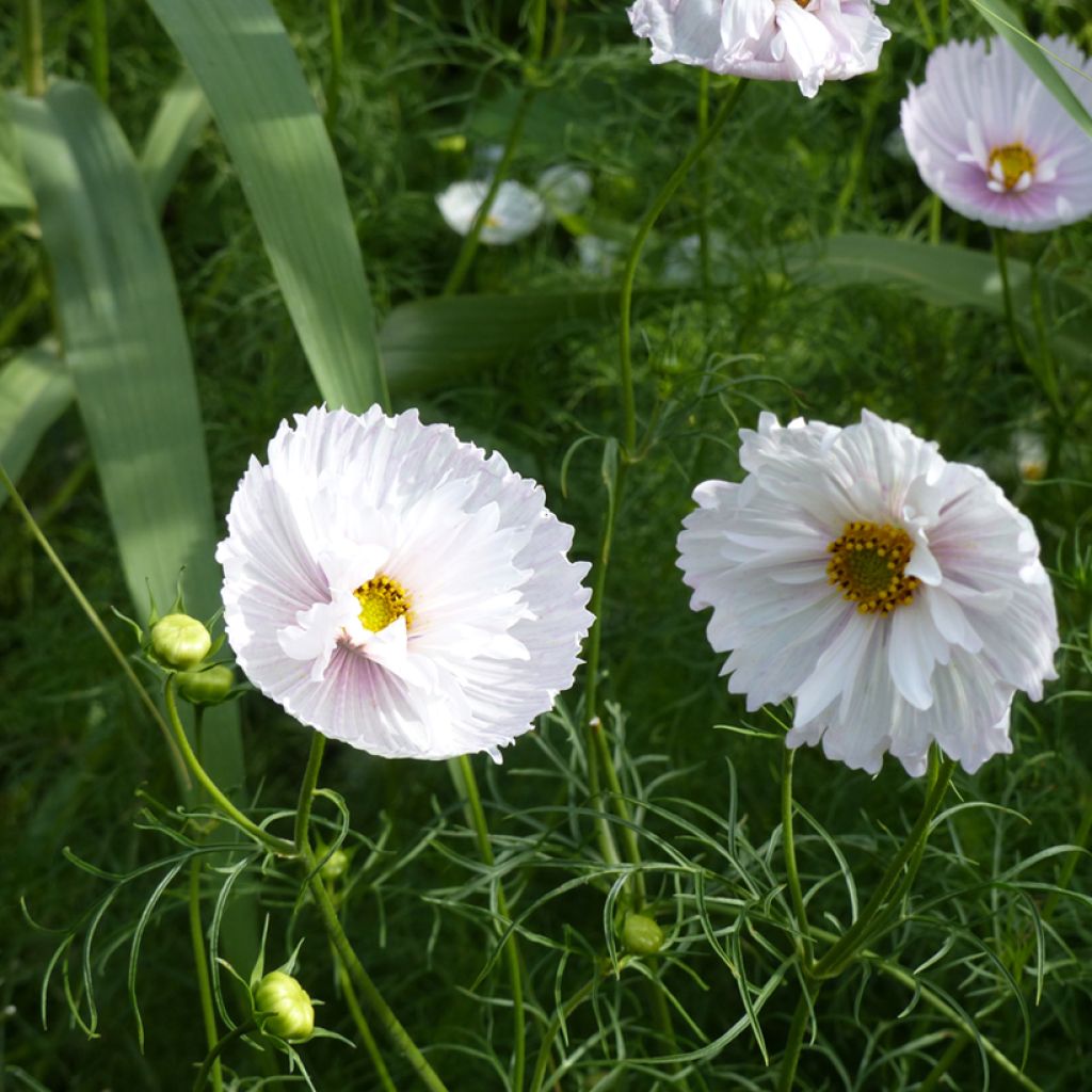 Cosmos Cupcakes Seeds - Cosmos bipinnatus