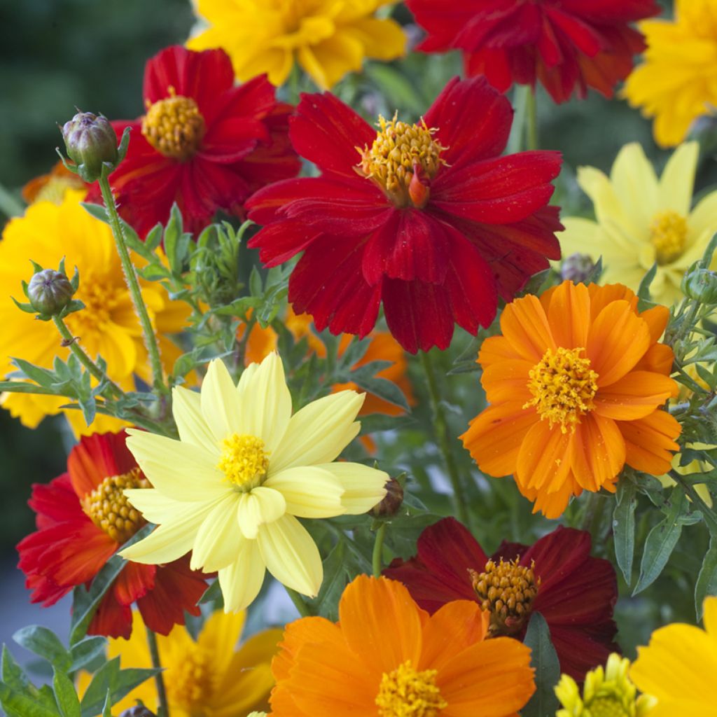 Cosmos Brightness Mixed Seeds - Cosmos sulphureus