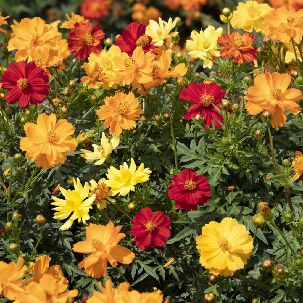 Cosmos Brightness Mixed Seeds - Cosmos sulphureus