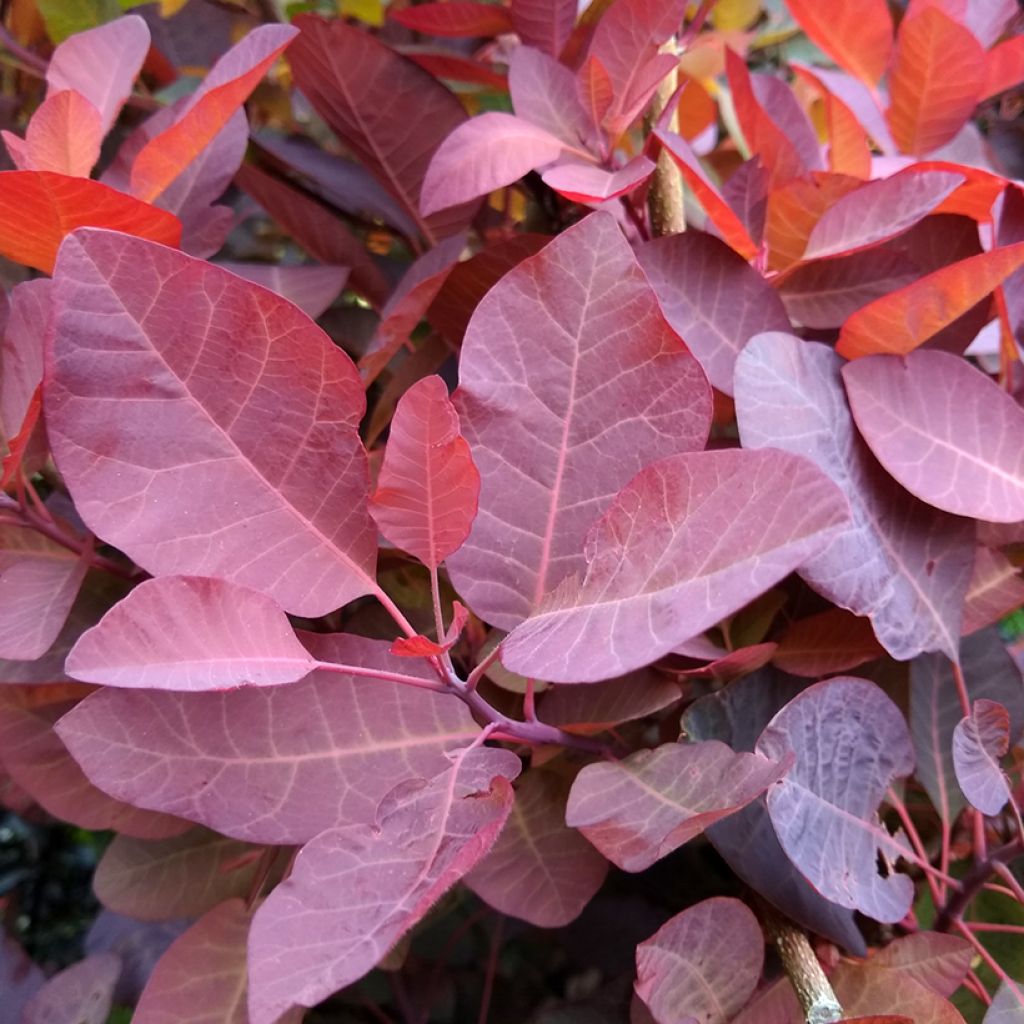Cotinus Grace - Smoke Bush