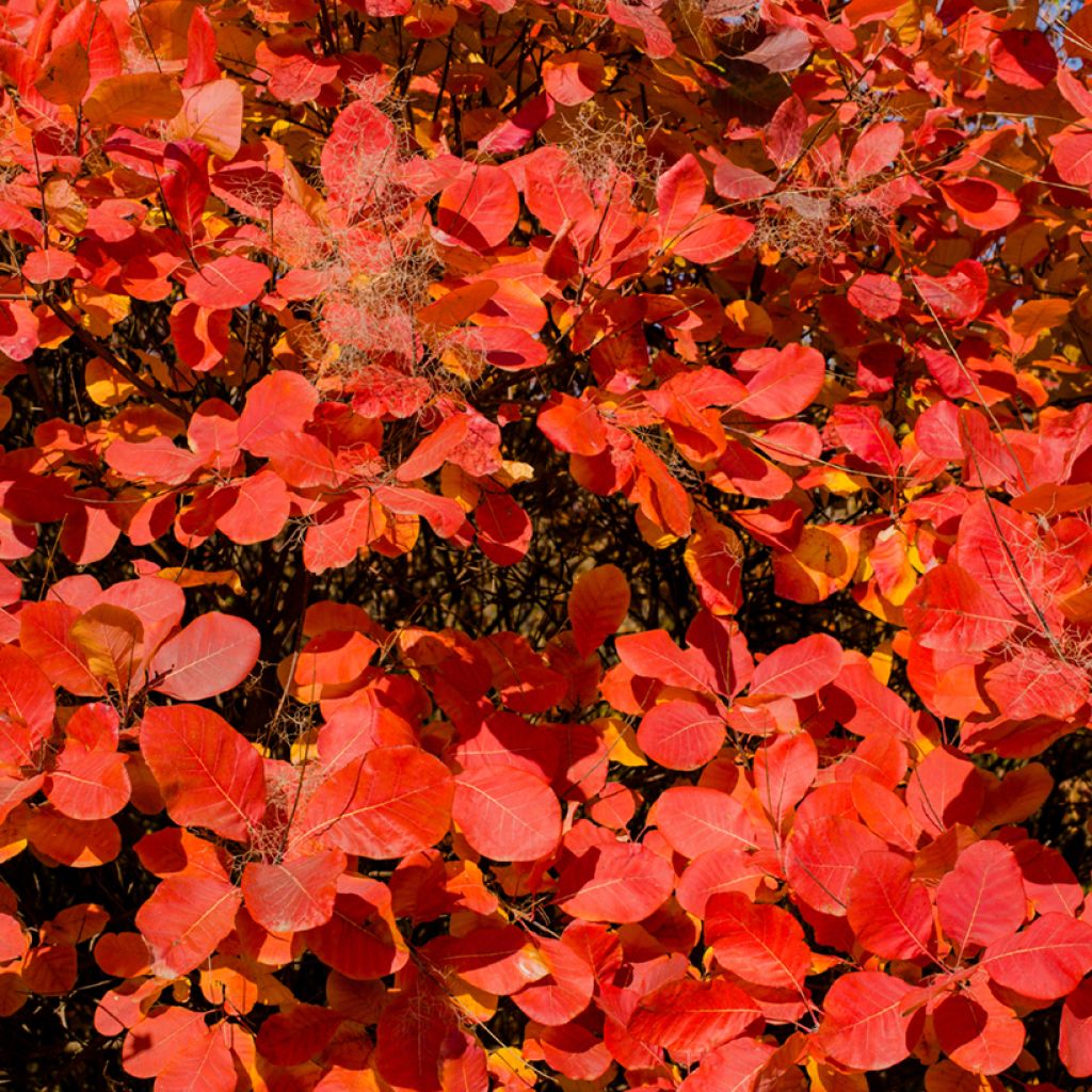 Cotinus Grace - Smoke Bush