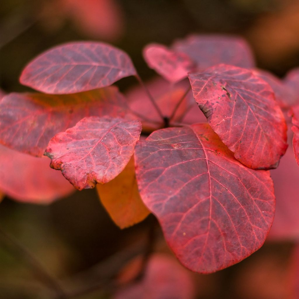 Cotinus Grace - Smoke Bush
