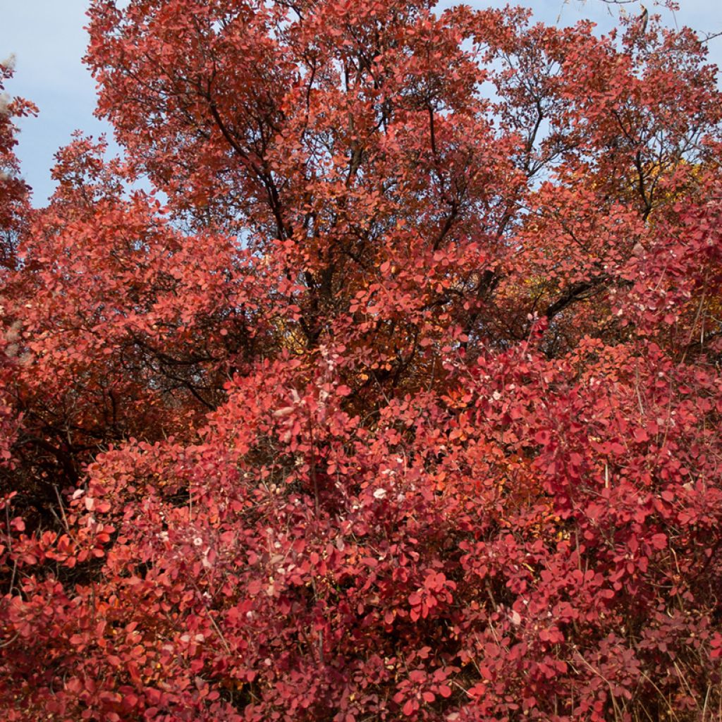 Cotinus Grace - Smoke Bush