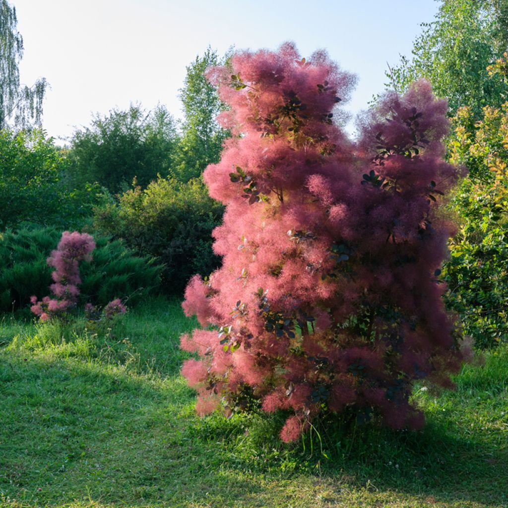 Cotinus coggygria - Smoke Bush