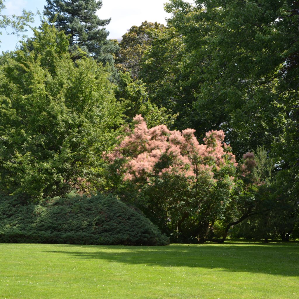 Cotinus coggygria - Smoke Bush