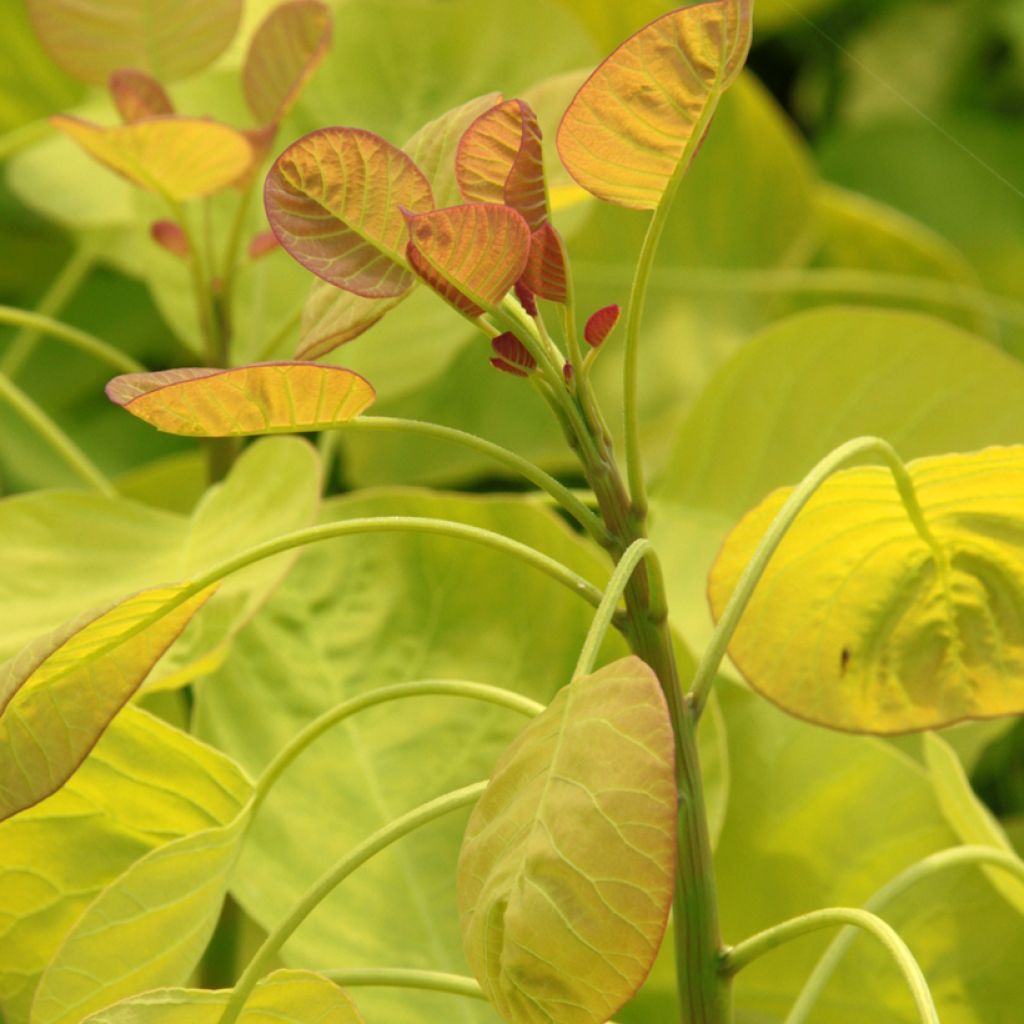 Cotinus coggygria Golden Spirit - Smoke Bush