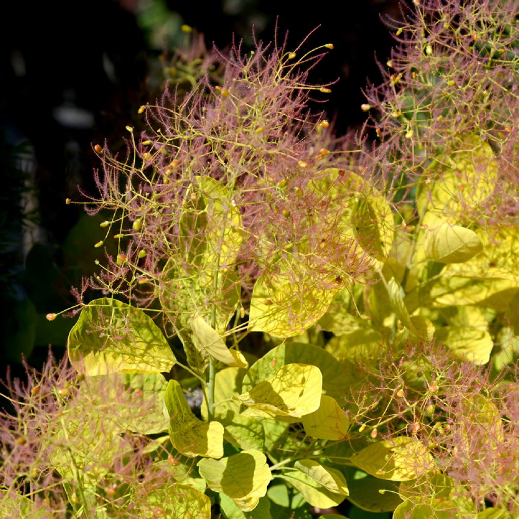 Cotinus coggygria Golden Spirit - Smoke Bush
