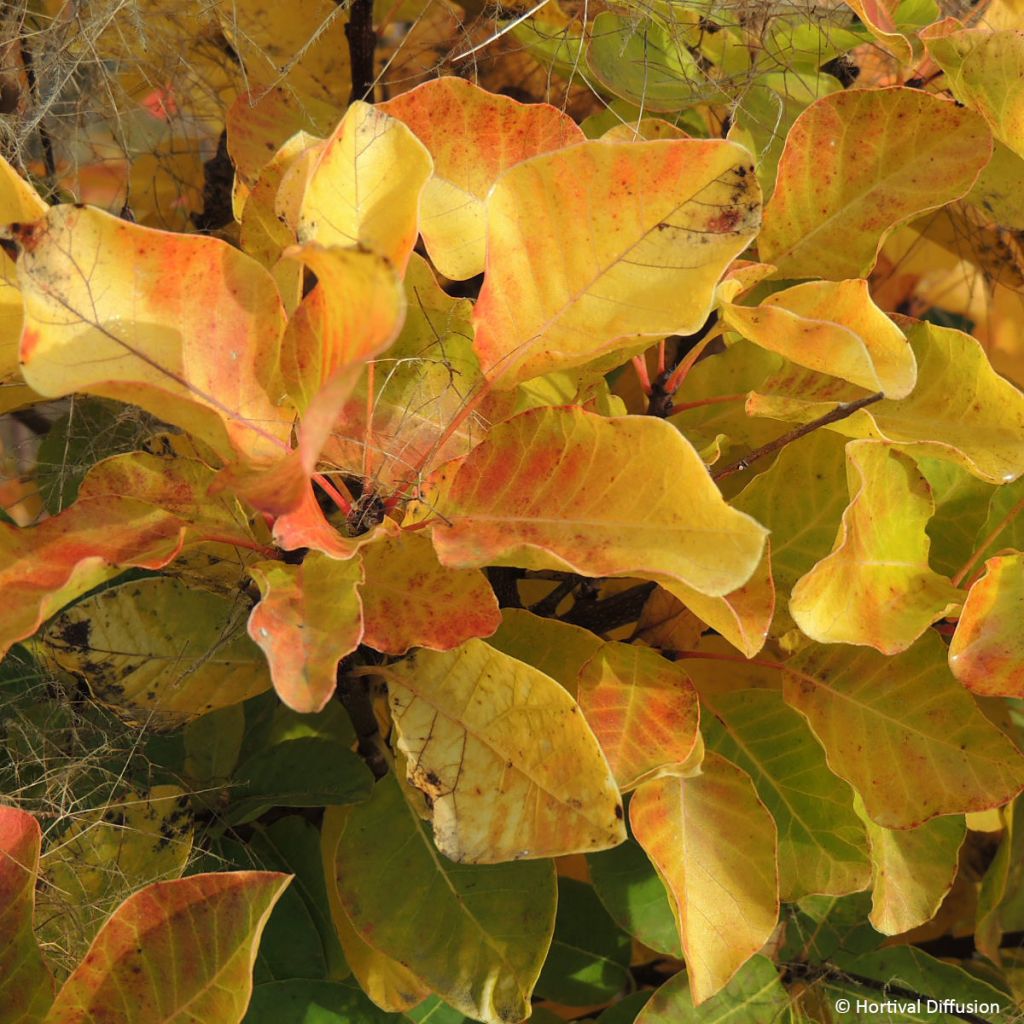 Cotinus coggygria Lemon Lady - Smoke Bush