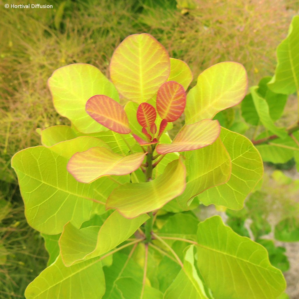 Cotinus coggygria Lemon Lady - Smoke Bush