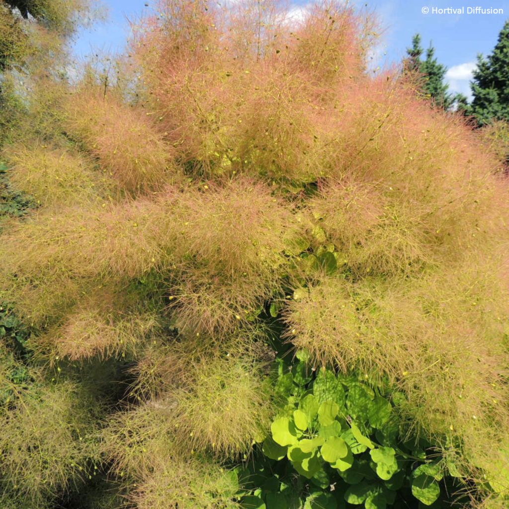 Cotinus coggygria Lemon Lady - Smoke Bush