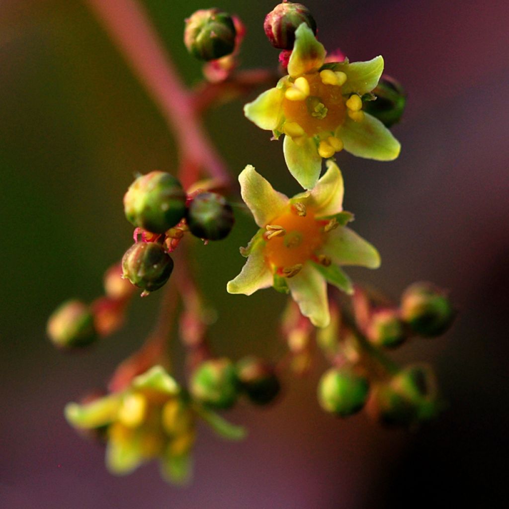 Cotinus coggygria Lilla - Smoke Bush