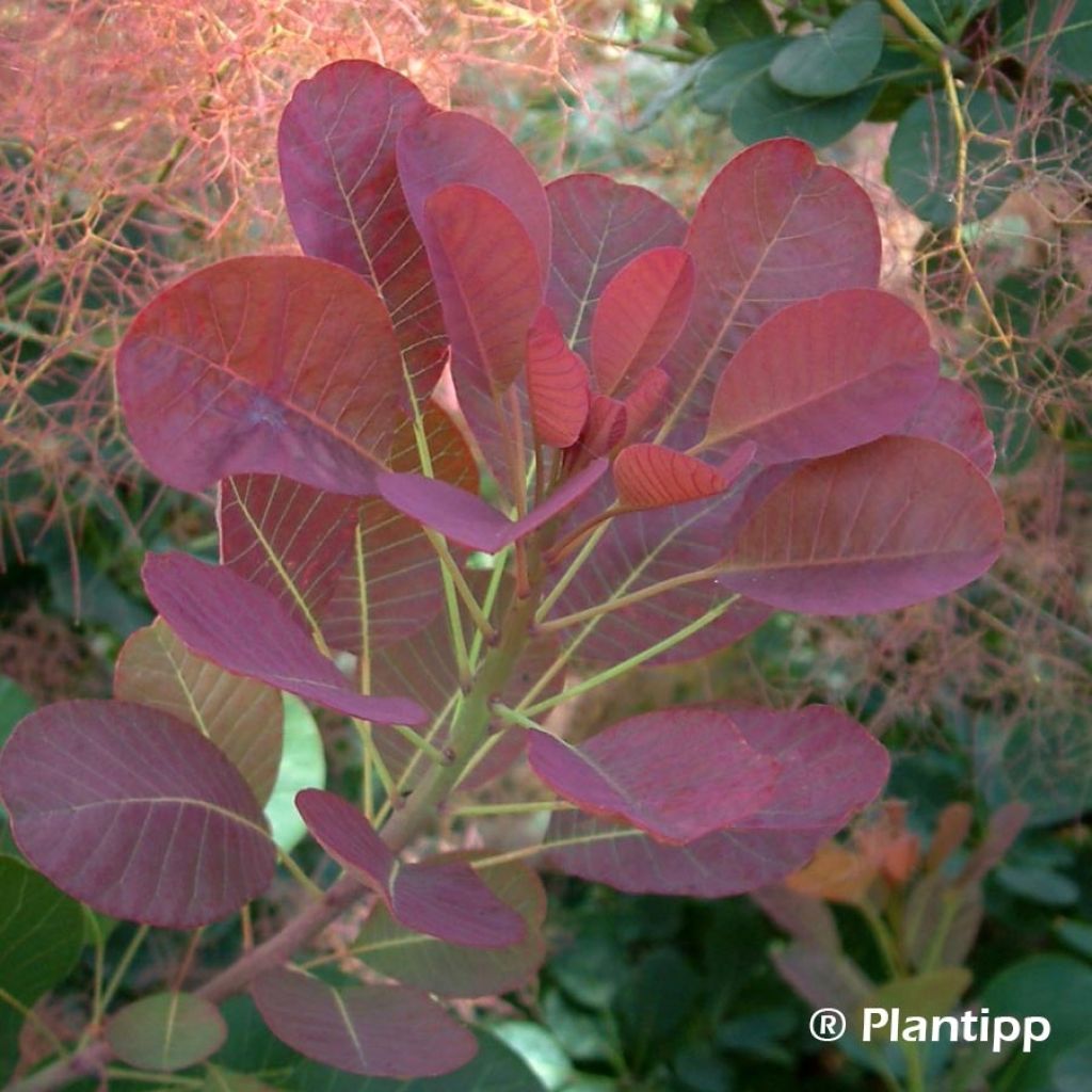 Cotinus coggygria Red Spirit - Smoke Bush