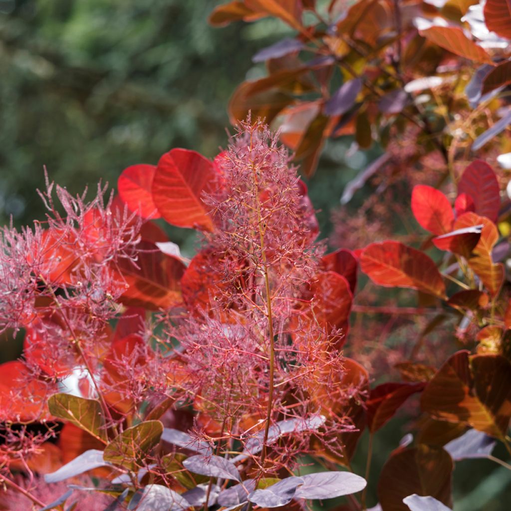 Cotinus coggygria Red Spirit - Smoke Bush