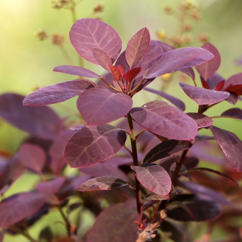 Cotinus coggygria Royal Purple - Smoke Bush