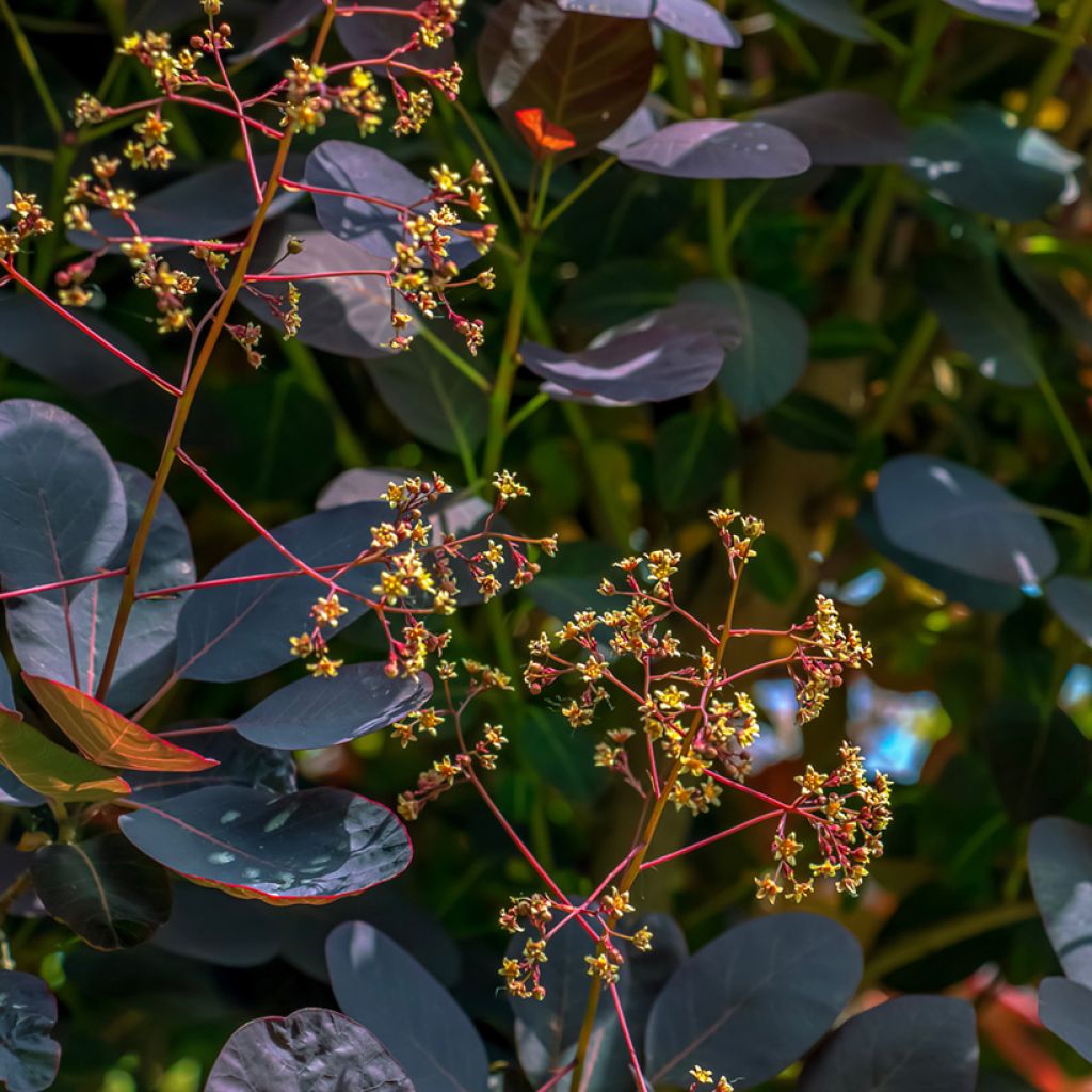 Cotinus coggygria Royal Purple - Smoke Bush