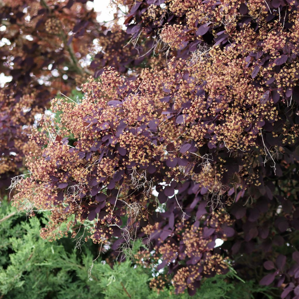 Cotinus coggygria Royal Purple - Smoke Bush
