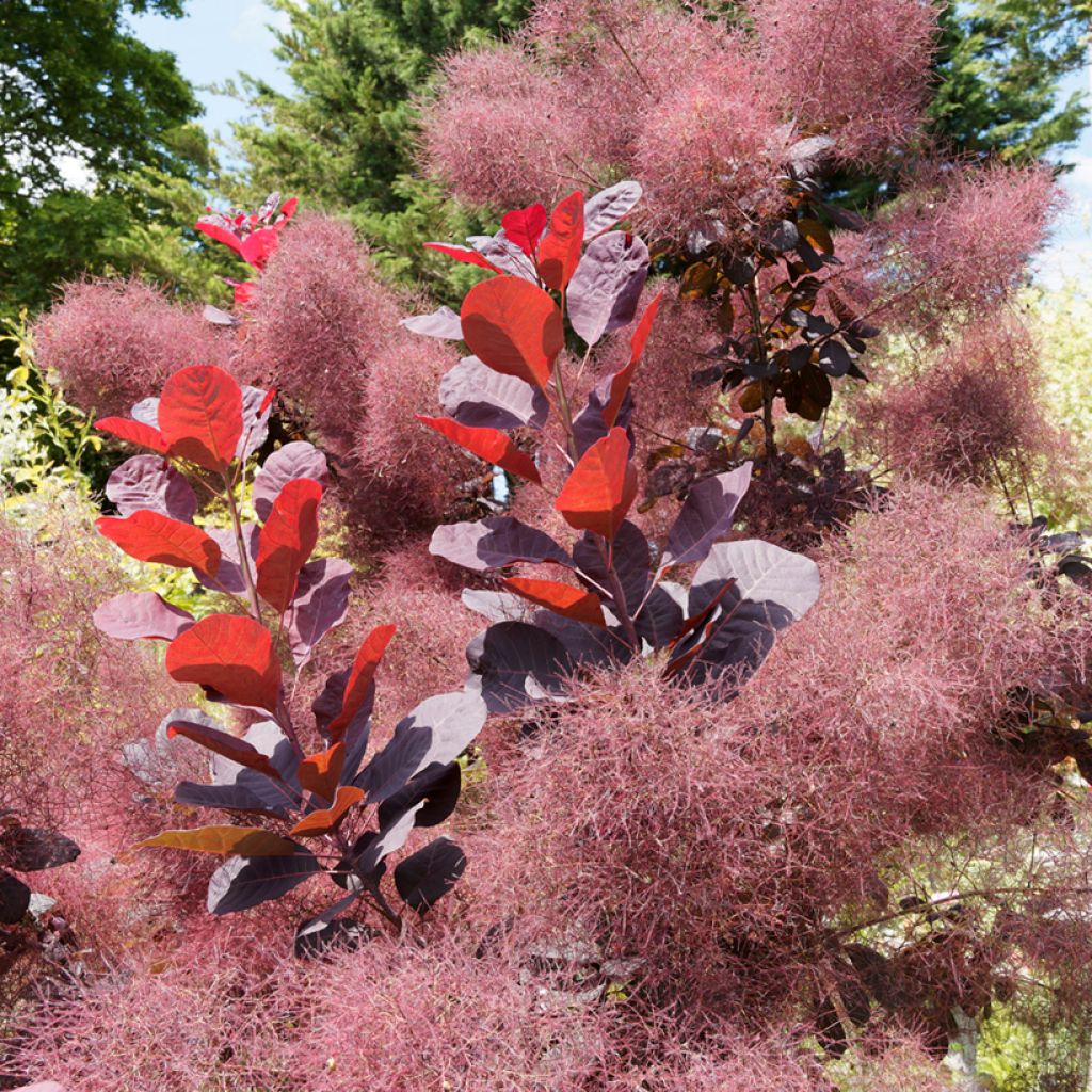 Cotinus coggygria Royal Purple - Smoke Bush
