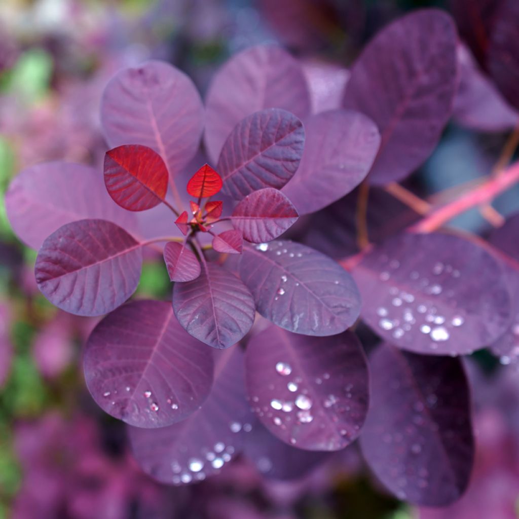 Cotinus coggygria Royal Purple - Smoke Bush