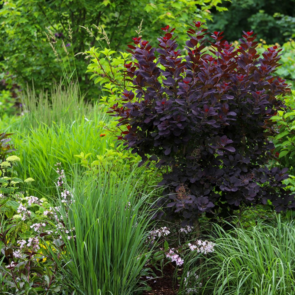 Cotinus coggygria Royal Purple - Smoke Bush