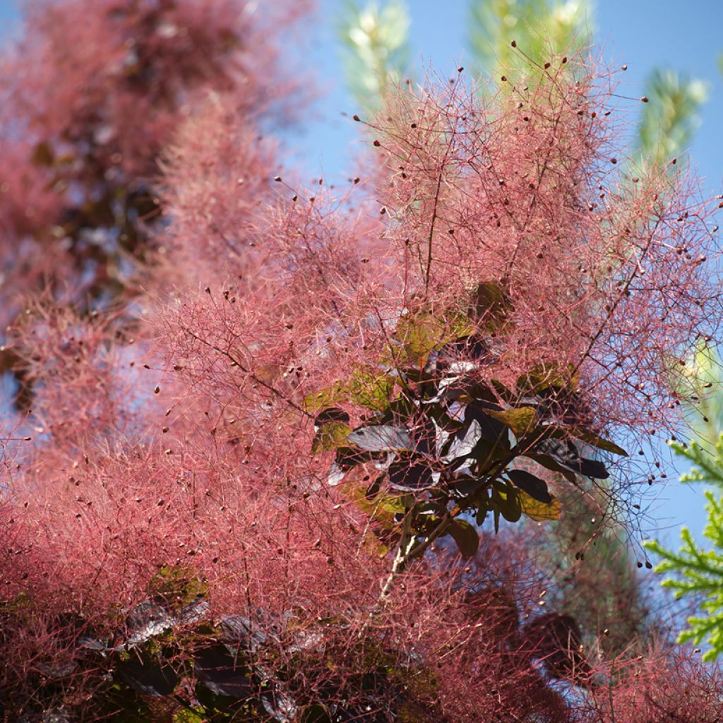 Cotinus coggygria Royal Purple - Smoke Bush