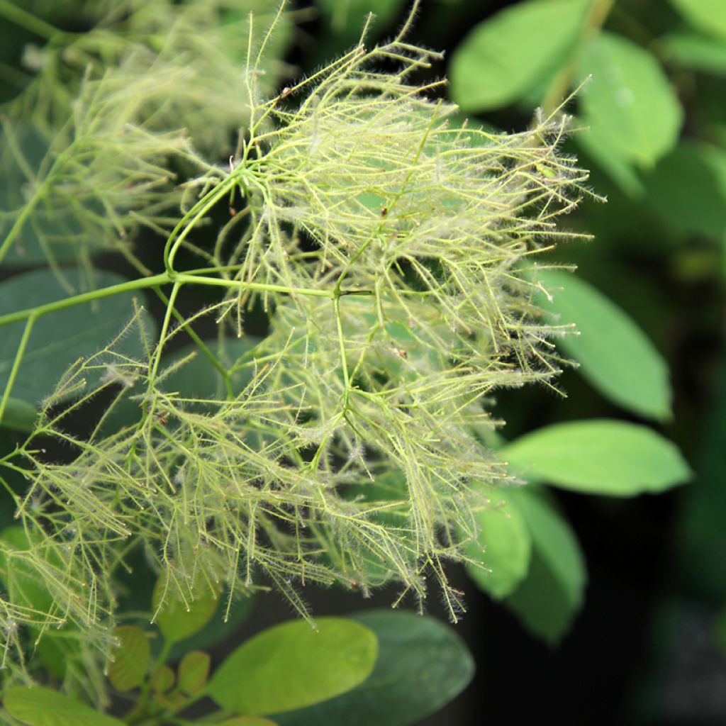Cotinus coggygria Young Lady - Smoke Bush
