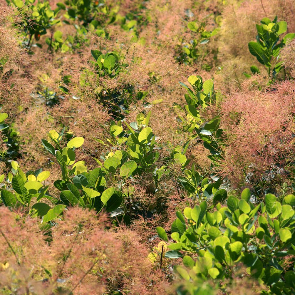 Cotinus coggygria Young Lady - Smoke Bush