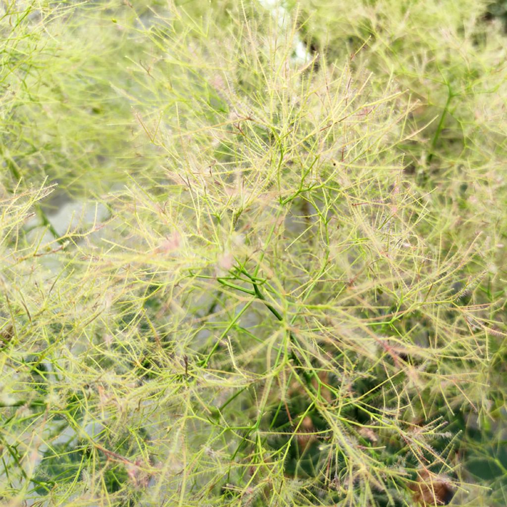 Cotinus coggygria Young Lady - Smoke Bush