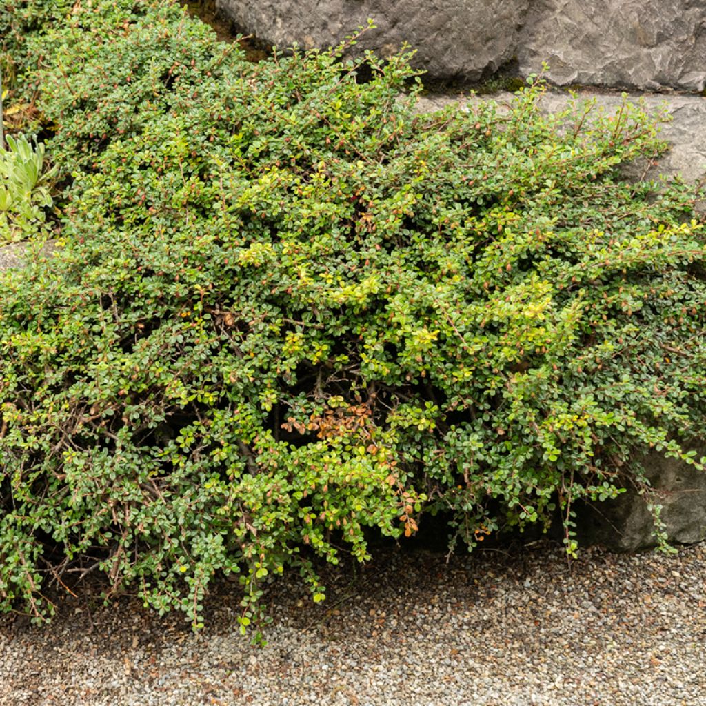 Cotoneaster adpressus