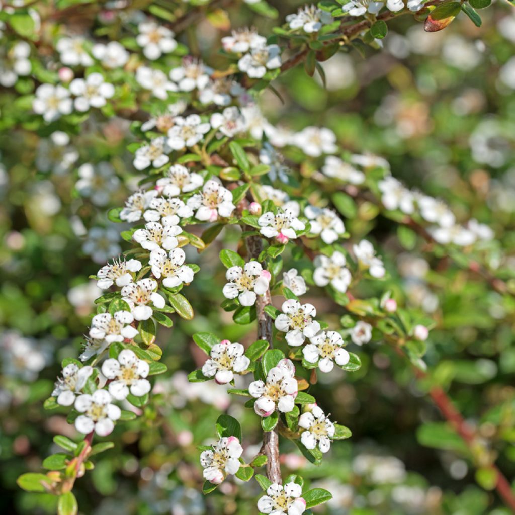 Cotoneaster dammeri