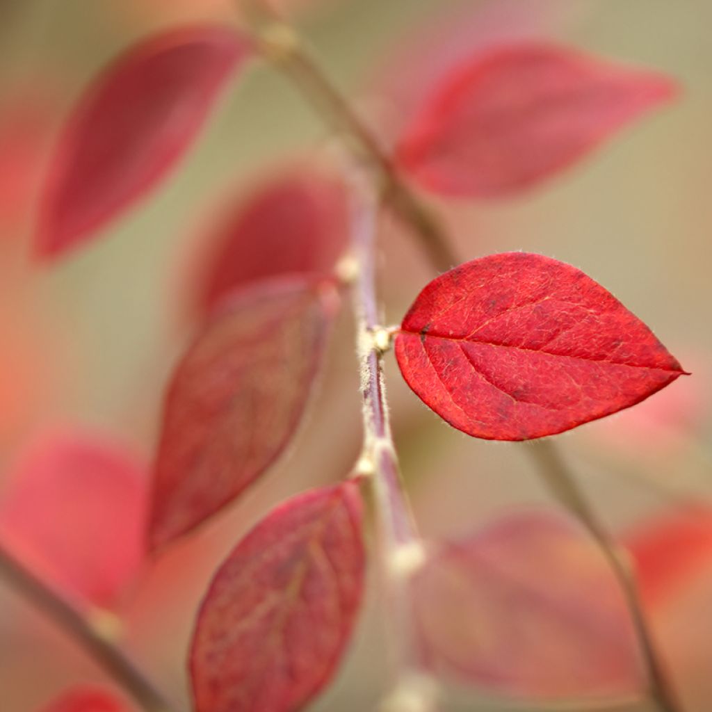 Cotoneaster dammeri