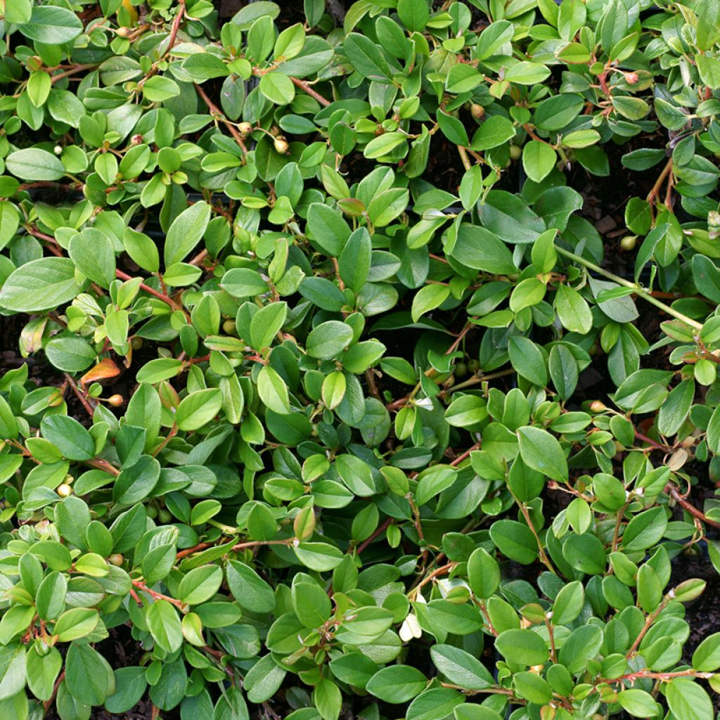 Cotoneaster dammeri