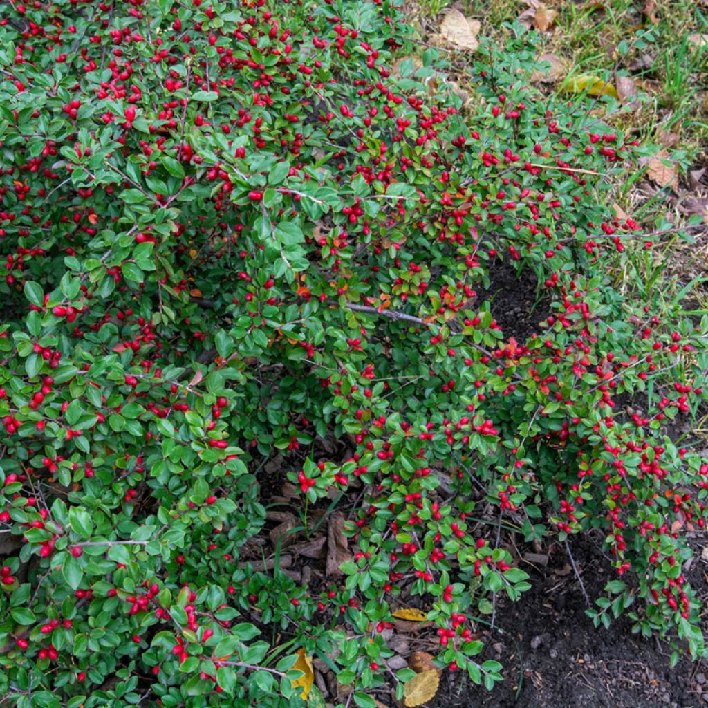 Cotoneaster dammeri