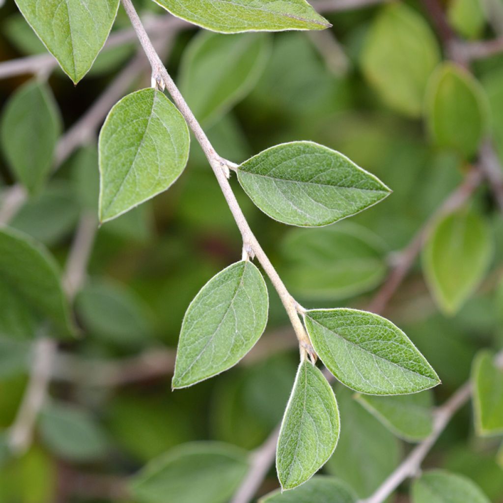 Cotoneaster franchetii
