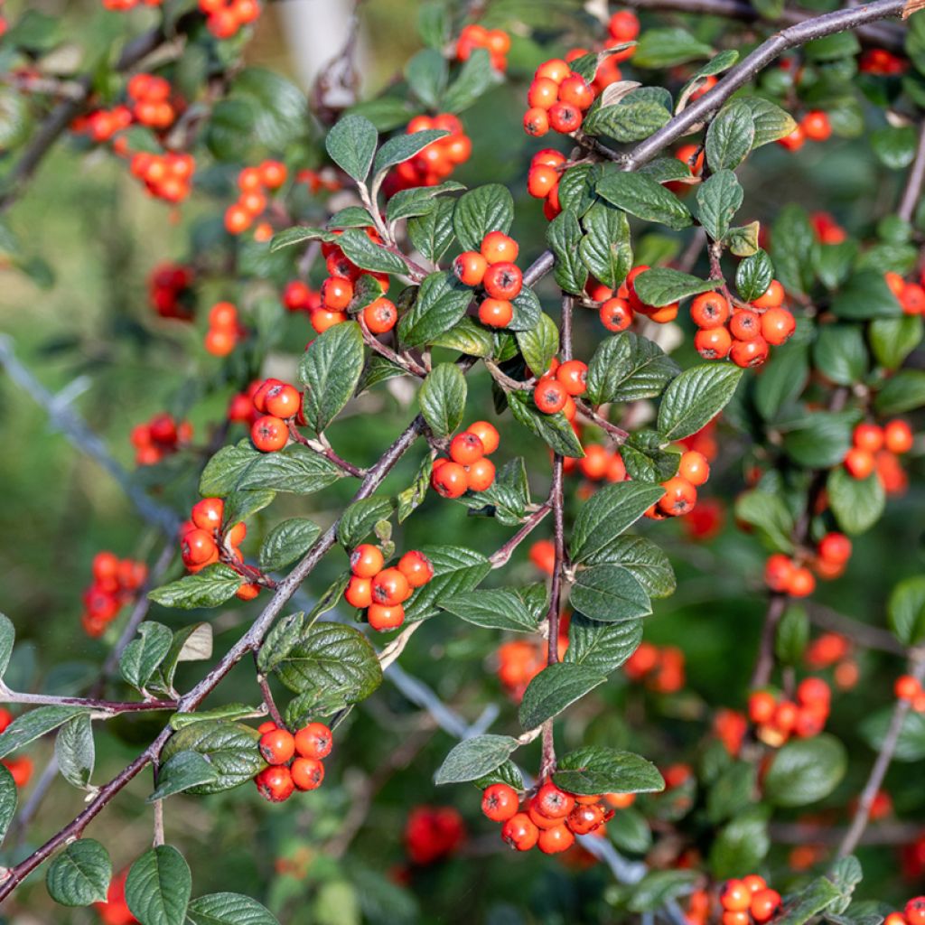 Cotoneaster franchetii