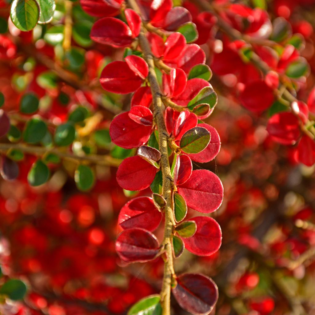 Cotoneaster horizontalis