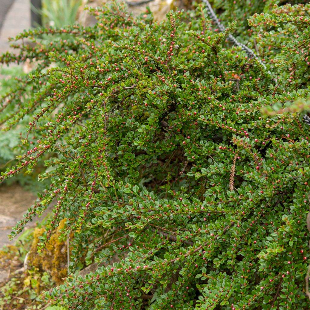 Cotoneaster horizontalis