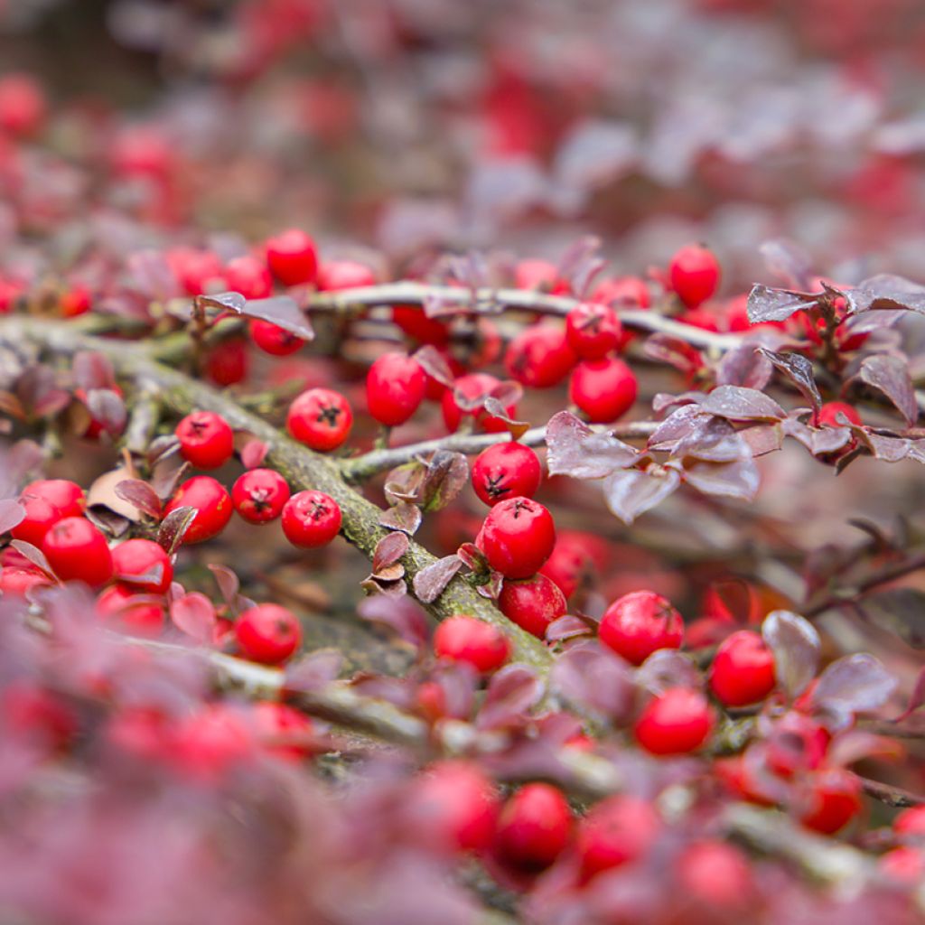 Cotoneaster horizontalis
