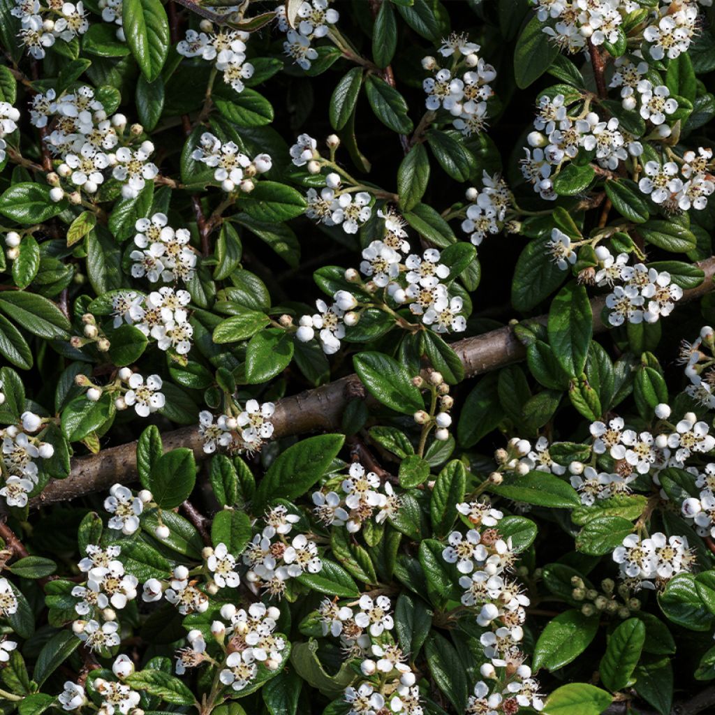Cotoneaster horizontalis
