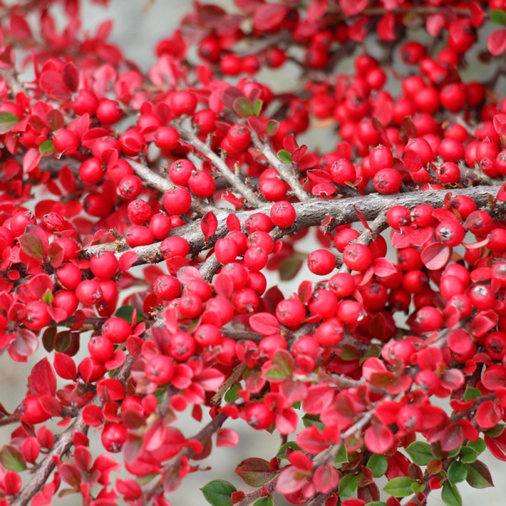 Cotoneaster horizontalis