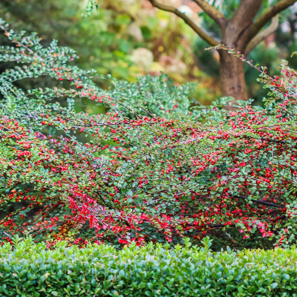 Cotoneaster horizontalis