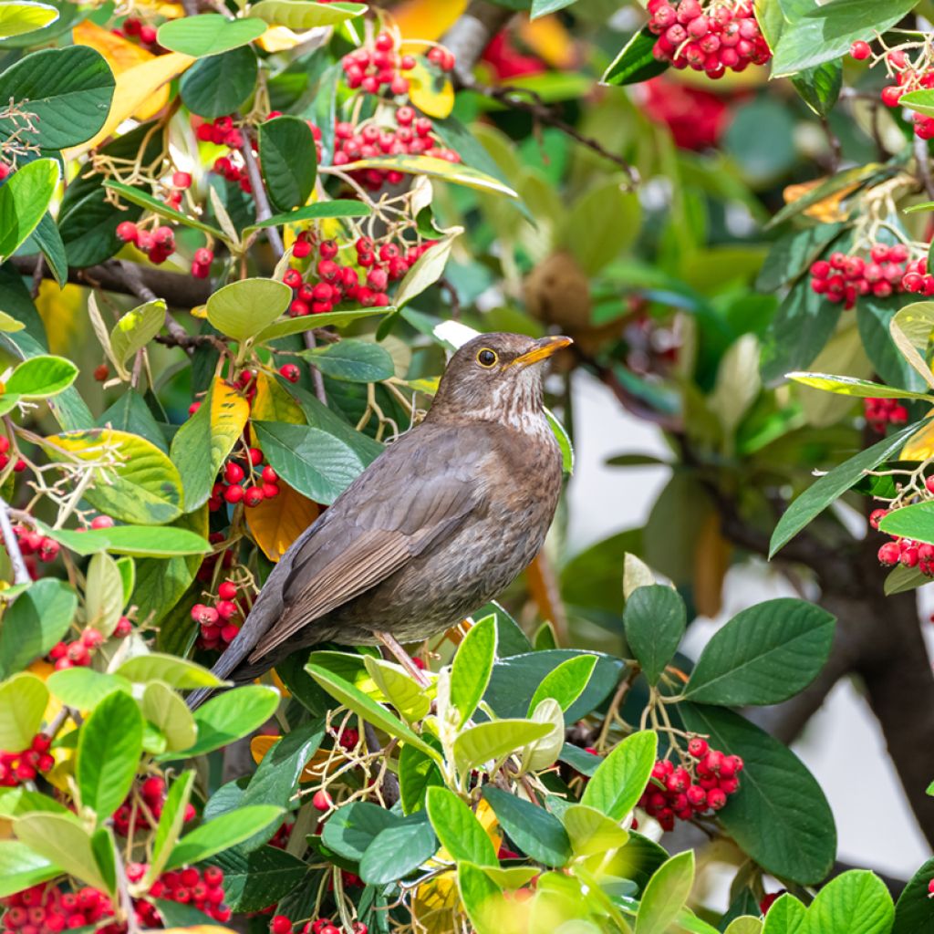 Cotoneaster lacteus - Milky Cotoneaster