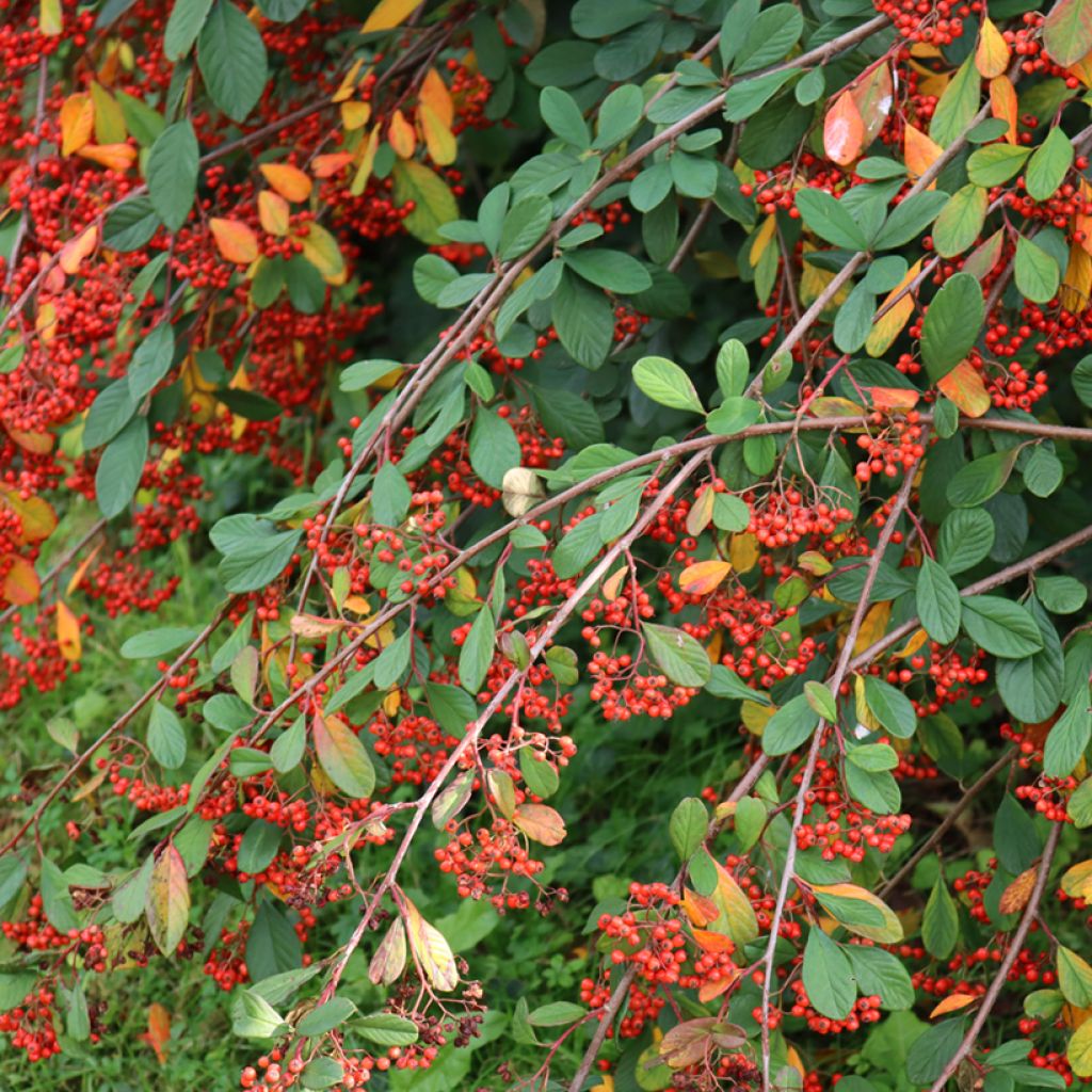 Cotoneaster lacteus - Milky Cotoneaster